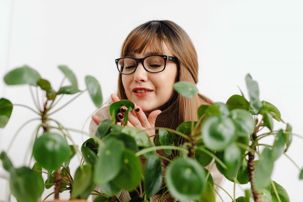 Chinese money plant care grow and benefits