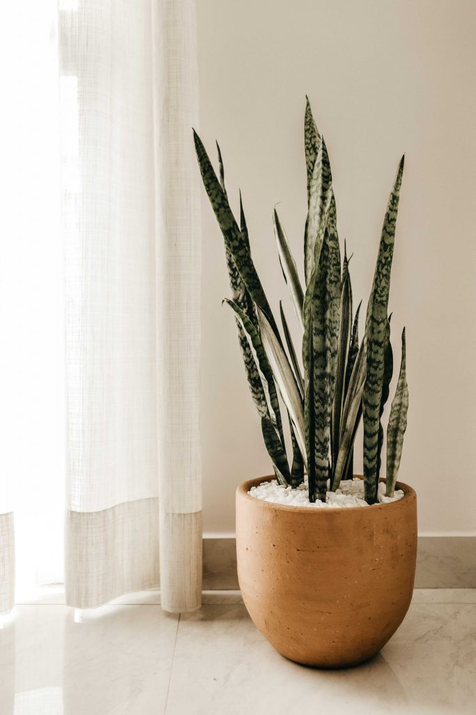 Snake plant grow care and benefits
