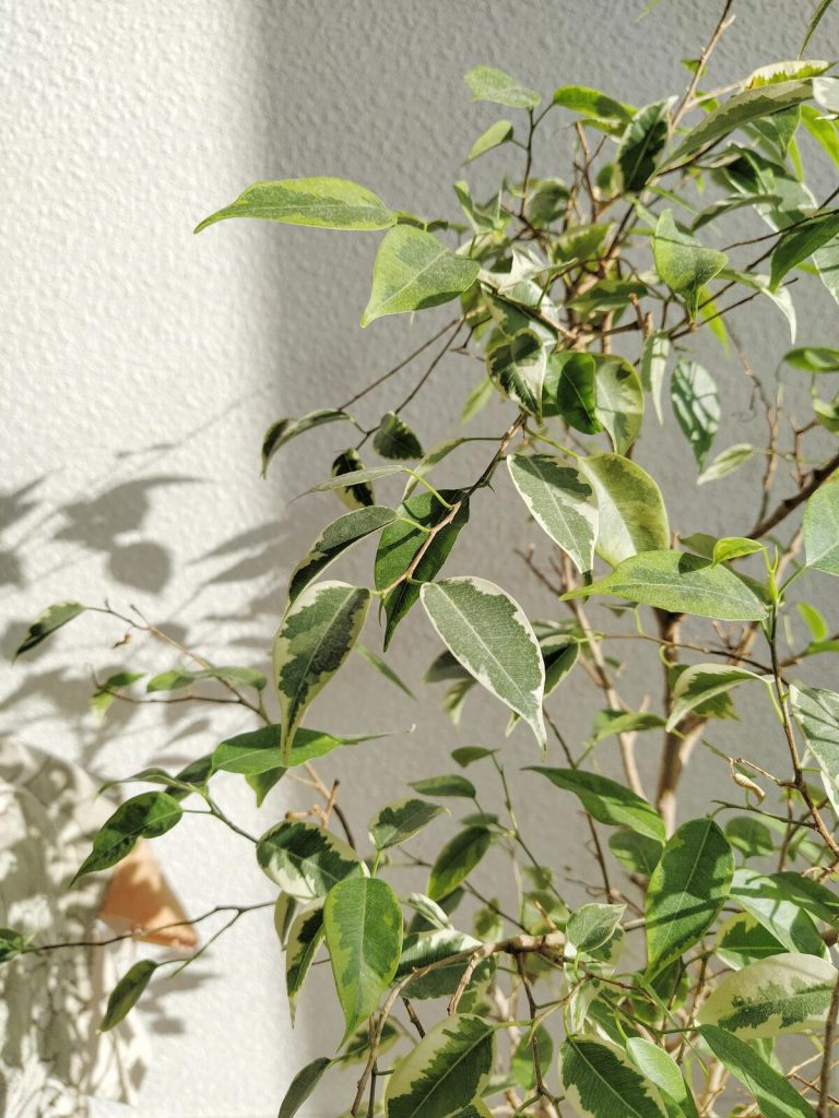 weeping fig air cleaning plant