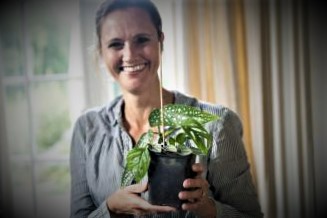 Polka dot as indoor plant care tips lifespan height origin