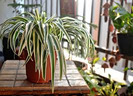 spider plant as indoor plant , low light indoor plant