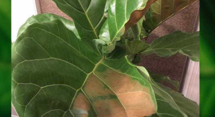 Brown Spots on Your Fiddle Leaf Fig
