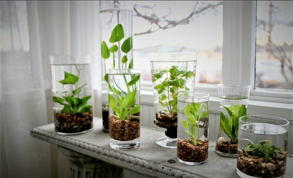 How to Make an Indoor Water Garden, How-to-make-indoor-water-garden-indoorplants-in-water-fertilization-temprature-ventelation-