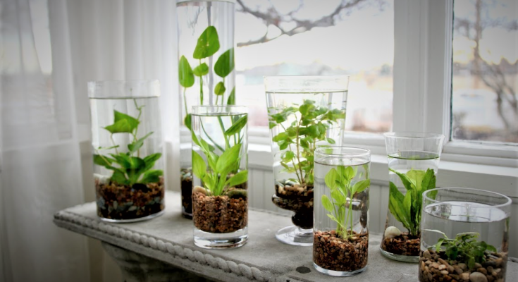 How to Make an Indoor Water Garden, How-to-make-indoor-water-garden-indoorplants-in-water-fertilization-temprature-ventelation-