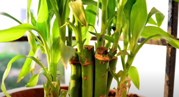 Lucky bamboo yellow leaves, Lucky bamboo turning yellow tips and suggestion to make it green again