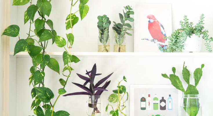 ,indoor-plants,indoorplants-care-air-purification-plantsجمال الطبيعة داخل: تعزيز منزلك مع النباتات الداخلية الرائعة