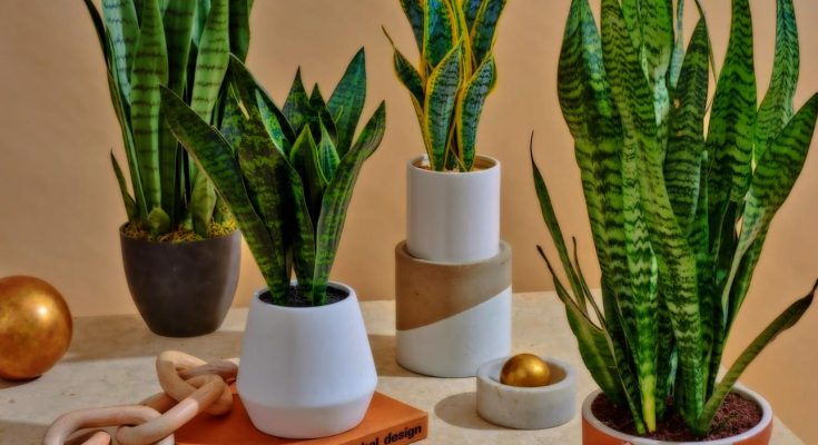 indoor plants enhancing air quality, best indoor plants that increase air quality