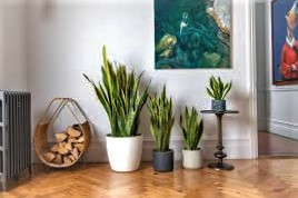 indoor plant for air purification,  snake plant for cleaning air