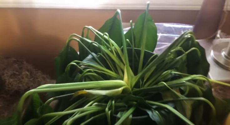 Peace-lily-drooping-Causes of drooping peace lily-How to revive drooping peace lily-peace lily drooping