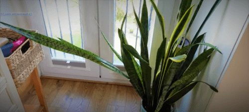 snake plant leaves falling over, snake plant care tips, how to grow snake plant  houseplant