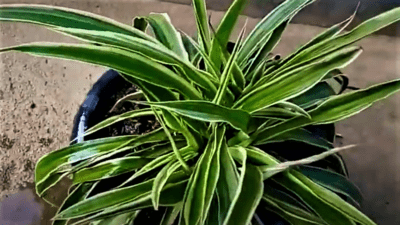 spider plant curling leaves, how to care housplant spider plant, brown tips on this, yellow leaves of spider plant treatment and care