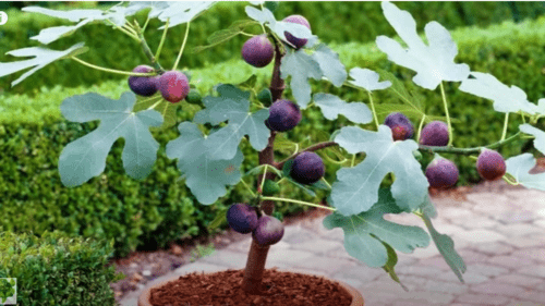 Best fig trees for conainers, How to grow fig trees in containers, how to grow fig tree in balcony in containers or pot,