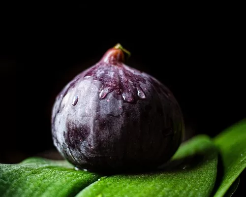 Ficus carica Black Mission Fig,how to grow , diseases, origin, recipes