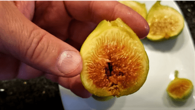 corky's honey delight fig, how to choose the right fig variety for you,How to eat fresh fig fruit, how to preserve fig fruit in refrigerator,delicacy of figs