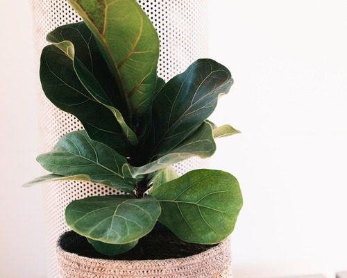 Fiddle leaf fig bacterial infection, how to treat fiddle leaf fig pest diseases