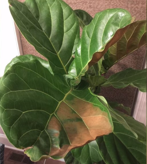 How to treat fiddle leaf fig sunburn, its causes , detection, symptoms , treatment,
