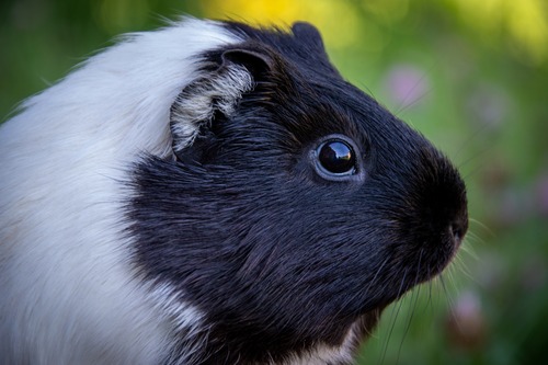 can guinea pig eat figs, guinea pigs diet chart