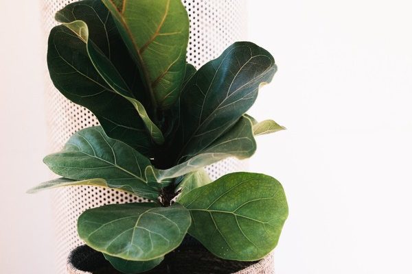 best house plants in Nyt, what are the best easy to grow indoor plants for Nyc,