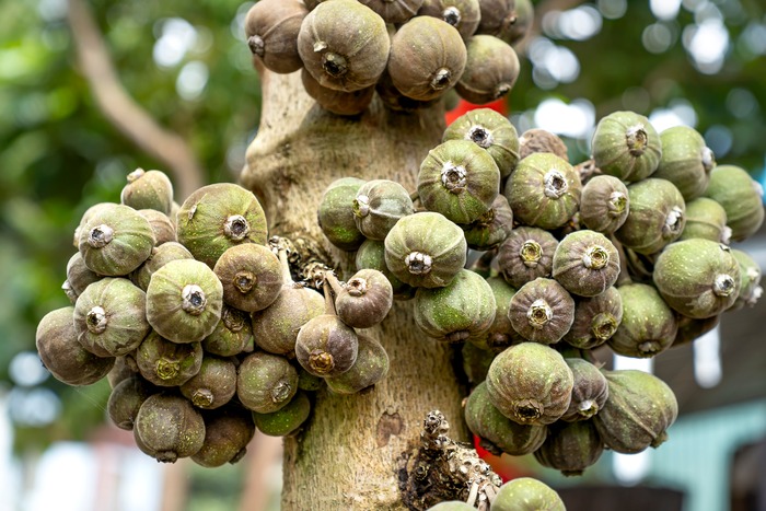 fungul disease in fig tree