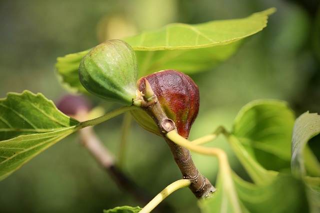 growing fig trees