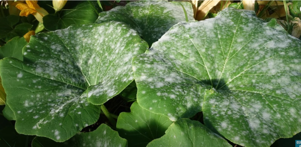 powdery mildew treatment of plants