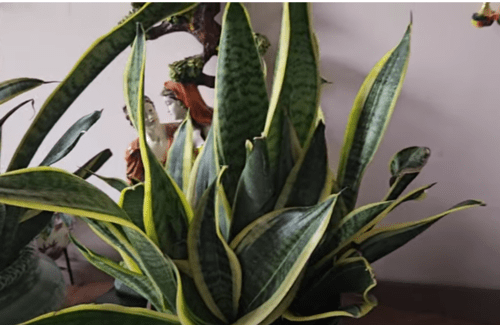 Here is snake plant yellow leaves causes, symptoms, solutions, How to treat snake plant a detailed video and image also inside article, FAQ Snake plant yellow leaves, learn from expert gardener 
