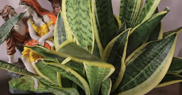 Here is snake plant yellow leaves causes, symptoms, solutions, How to treat snake plant a detailed video and image also inside article, FAQ Snake plant yellow leaves, learn from expert gardener 