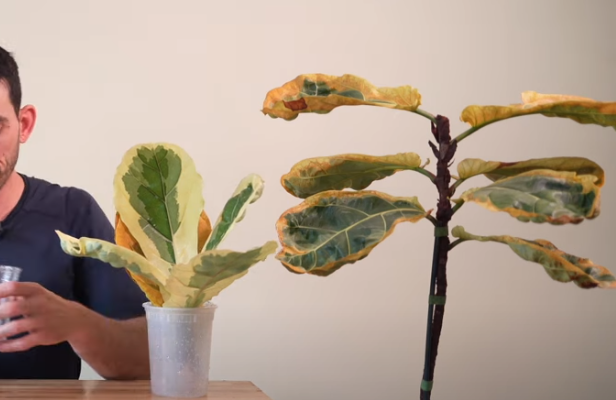 variegated fiddle leaf fig images, variegated fiddle leaf fig Photos, variegated fiddle leaf fig how to grow, How to care, fertilization, Disease fungul bacterial problems and pest and solutions