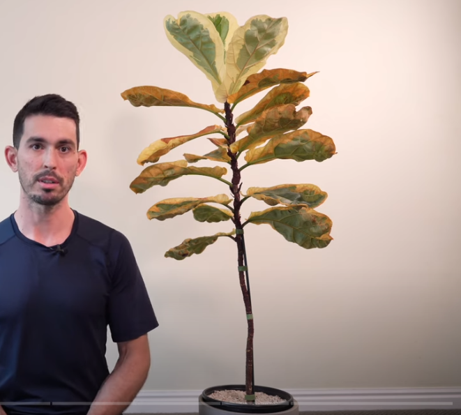 variegated fiddle leaf fig images, variegated fiddle leaf fig Photos, variegated fiddle leaf fig how to grow, How to care, fertilization, Disease fungul bacterial problems and pest and solutions