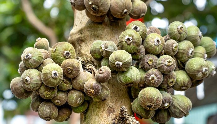 When do fig trees produce fruit? Here is complete details and define different fig trees fruiting time and season in table,