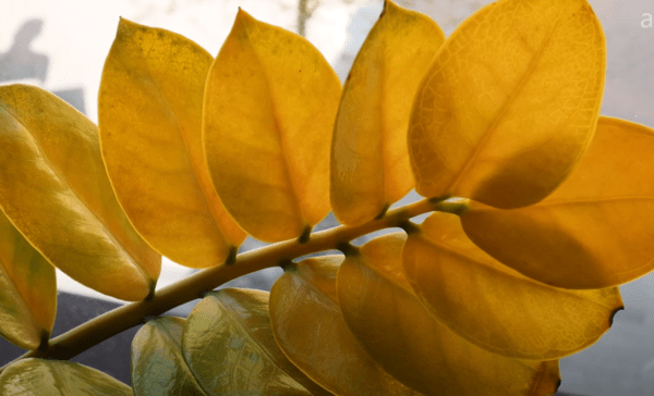 ZZ Plants (Zamioculcas zamiifolia) Yellow leaves, Causes , symptoms and remedies