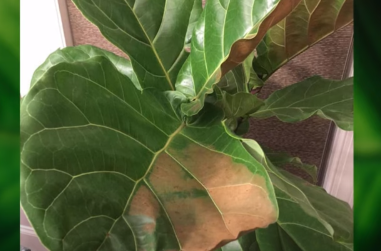 Fiddle Leaf Fig Bacterial Infections: Prevention & Treatment,Fiddle Leaf Fig Bacterial Infections: Prevention & Treatment