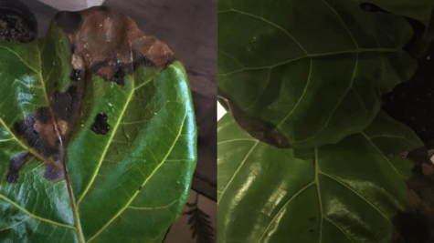 fiddle leaf fig powdery mildew, fiddle leaf fig infection and solution,