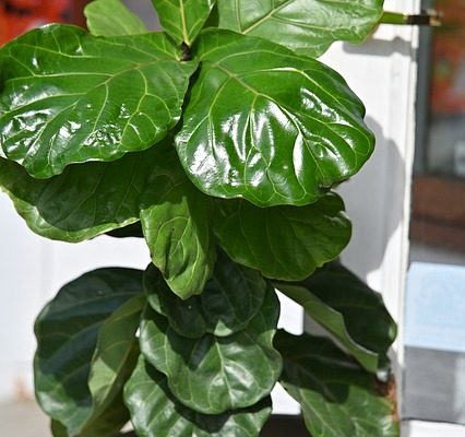 fertilization indoor plants, fertilization fiddle-leaf fig plant