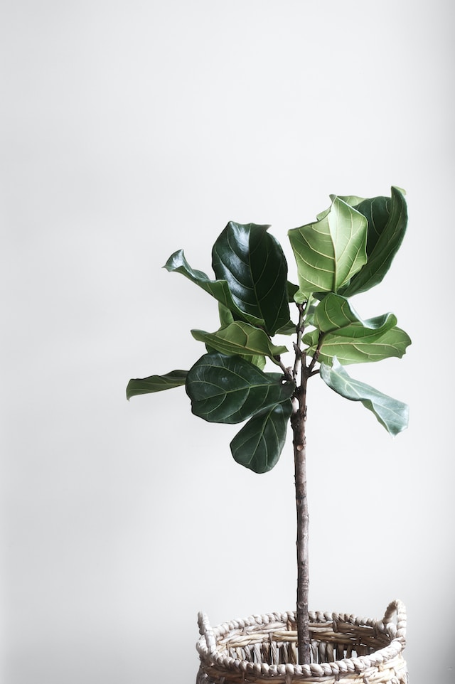 how to grow larger fiddle leaf fig plant