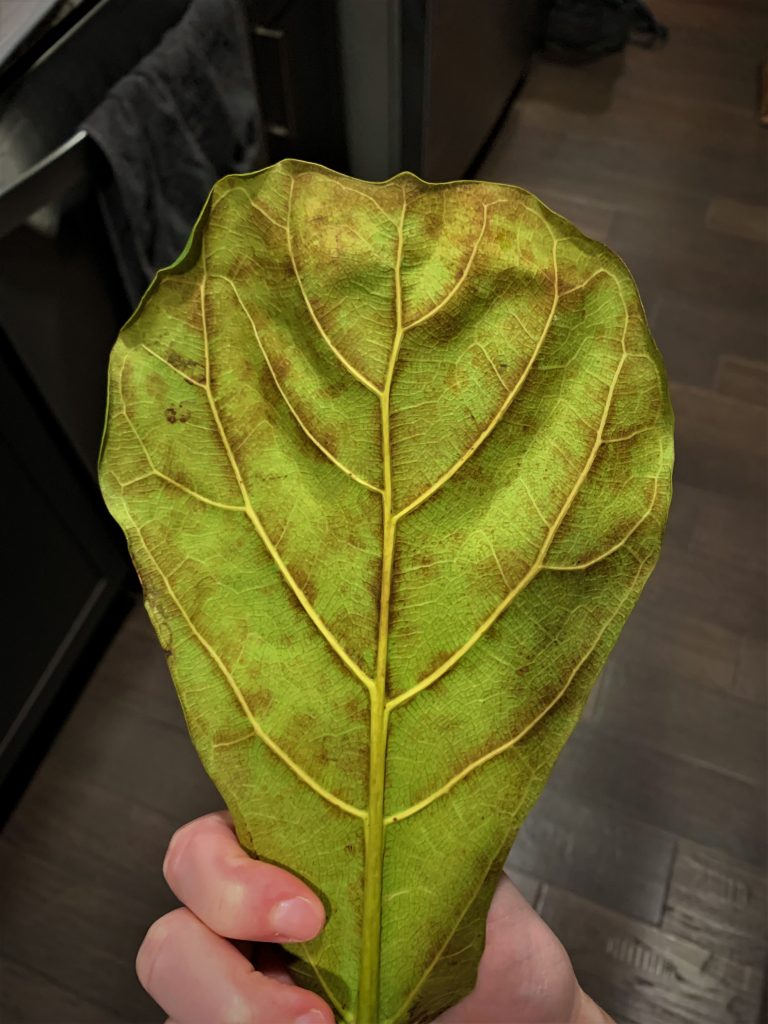 fiddle leaf fig brown spot