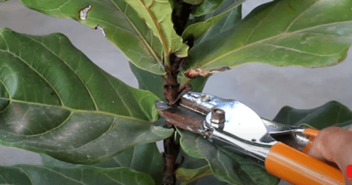 how to propogate fiddle leaf fig plant