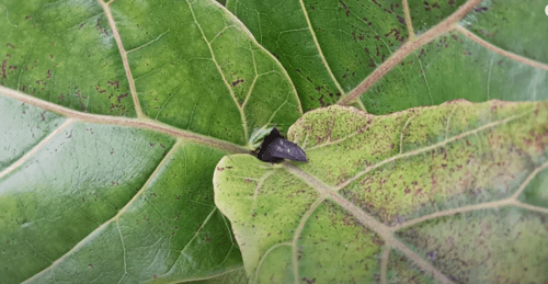 Spider Mites on Fiddle Leaf Fig: Ultimate Treatment Guide