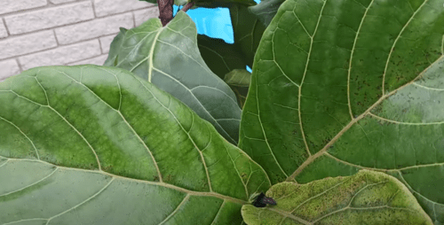 Spider Mites on Fiddle Leaf Fig: Ultimate Treatment Guide