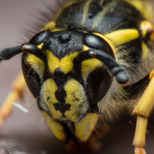 Wasp & Figs: Debunking the Dead Wasp Myth