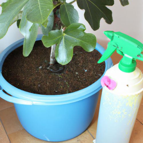 Fig Tree Fertilizer: The Ultimate Guide