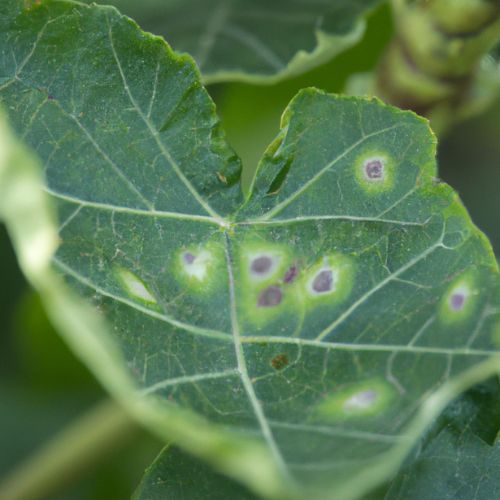 fig blister mites and solution and treatment