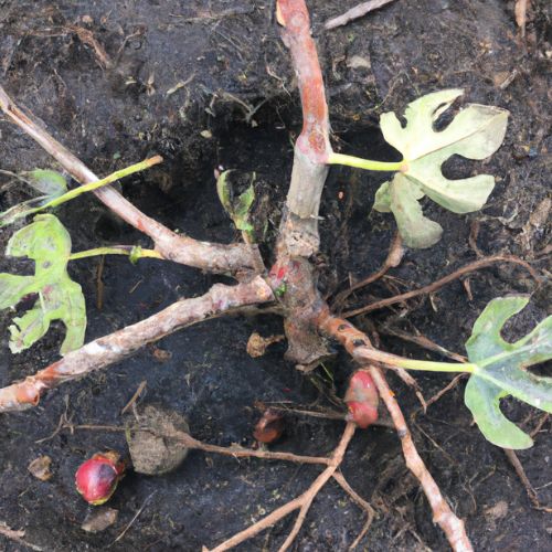 fig root rot problem and its treatment