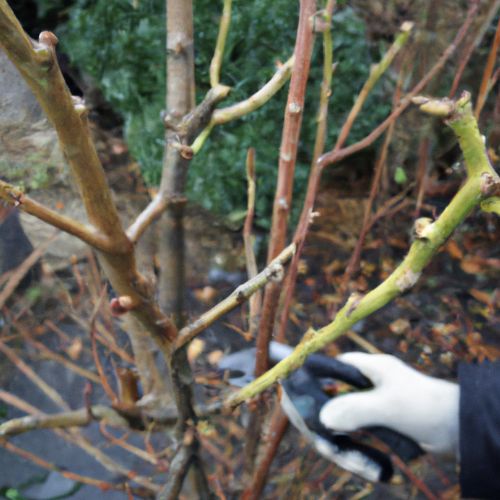 fig tree pruning